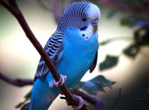 Волнистый попугайчик. © Фото с сайта gdefon.com