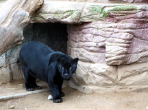 В Минском зоопарке поселился черный ягуар. Фото агентства "Минск-Новости"