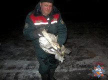 Спасатели освободили из ледового плена лебедя. © Фото - Гродненское ОУМЧС