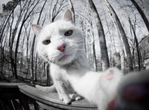 Коты фотографируют сами себя (ФОТО)