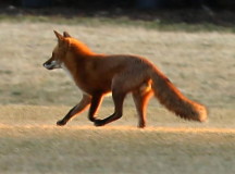 Лиса, живущая у Белого дома, убегает от журналистов. © Фото NBCNews