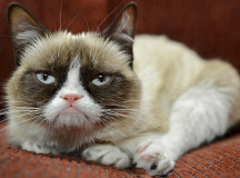 Grumpy Cat. © Фото - The Daily Mail
