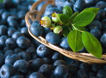 Черника. Фото - "Минск-Новости"