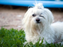 Собака породы болонка. © Фото с сайта worldofdogs.com