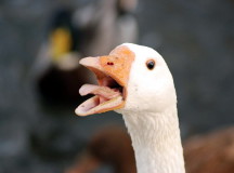 Гусь. © Фото - "Вечерняя Казань"