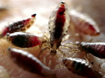 Человеческие вши. © Фото с сайта zoohook.ru