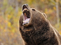 Бурый медведь. © Фото с сайта desktopwallpapers4.me
