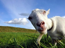 Домашний козел. © Фото с сайта spletnicam.ru