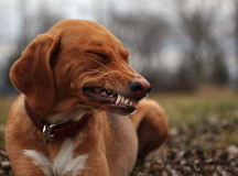 В Беларуси собакам запретят лаять. © Фото с сайта stranamam.ru