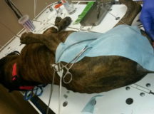 Пострадавшая собака у ветеринара. © Фото - Елена Жданова