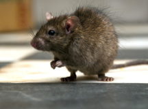 Крыса обыкновенная. © Фото с сайта thenypost.files.wordpress.com