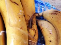 Скорпион среди бананов в Барановичах. © Фото очевидца