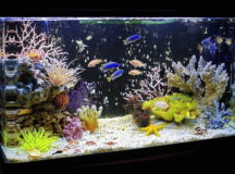 Аквариум с рыбками © Фото с сайта stroikairemont.com