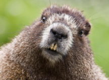 Бобер обыкновенный. © Фото из "Википедии"