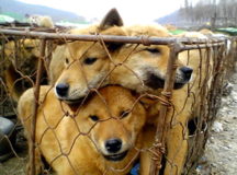 "Съедобные" собаки породы нуреонги. © Фото - National Geografic