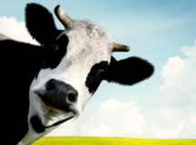 России встала поперек горла белорусская говядина. © Фото с сайта solopracticeuniversity.com