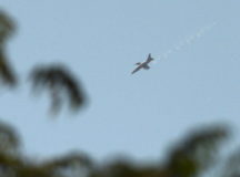 Очевидцы засняли самолет с химоружием. © Фото - Sky News Arabia