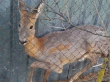 В Витебске пришла в роддом беременная косуля