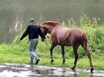 Российским конокрадам в Беларуси очень не повезло. © Фото с сайта odessa.ua