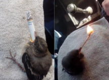 Издевательства над воробьем. © Скриншот из видео