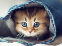 Житель Минска предстанет перед судом за убийство котёнка. © Фото с сайта nocookie.net