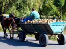 Гужевая повозка с картофелем. © Фото с сайта tourbina.ru