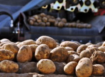 В Беларуси выкопали картошку с гранатами. © Фото с сайта pixabay.com