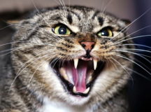 В Украине кошка убила 3-месячного младенца. © Фото с сайта newsru.com