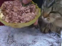 Настойчивый российский кот и белорусская тушёнка. © Скриншот из видео.