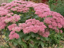 Седум (Очиток) видный. © Фото с сайта stblizko.ru