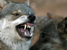 В Брагинском районе на людей нападает волк. © Фото с сайта pintrest.com