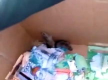 Мышей застали на месте преступления в банкомате. © Скриншот из видео