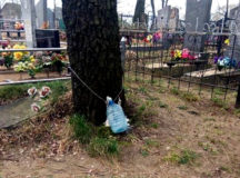 В Беларуси собирают берёзовый сок... на кладбище