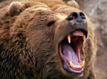 Бурый медведь. © Фото с сайта journaldugeek.com