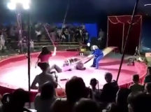 Медведь напал на дрессировщика. © Скриншот из видео