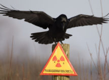 Радиацию в Северодвинске признали официально. © Фото с сайта desktopwallpapers.org.ua