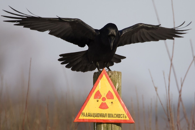 Радиация сельскому хозяйству не помеха