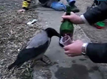 Вороны в России стремительно спиваются. © Фото с сайта ytimg.com