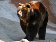 Бурый медведь. © Фото - Владимир Песня, "РИА Новости"