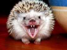 Бешеный ёжик посеял панику в Скиделе. © Фото с сайта yandex.net