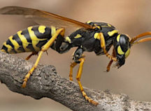 На белорусов нападают агрессивные осы. © Фото с сайта greennature.com