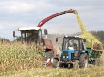 Уборка кукурузы на силос. © Фото - "Беларусь Сегодня"
