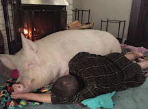 Житель Минска завёл в квартире кабана. © Фото с сайта filanko.com