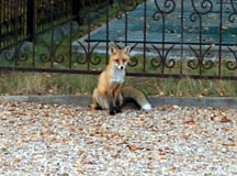 В Бобруйске лиса ежедневно ходит вресторан. © Скриншот из видео