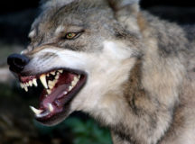 Дикий серый волк. © Фото с сайта deviantart.net