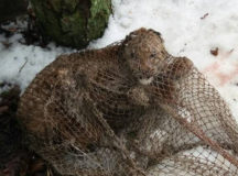 Белорусский участковый задержал дикую рысь. © Фото - Intex-Press