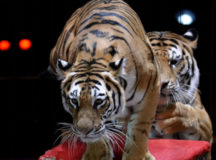 Дрессированные тигры в цирке. © Фото - "РИА Новости"