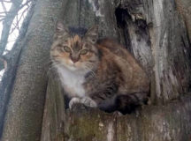 В Беларуси кошка Мурка спасла хозяина на пожаре