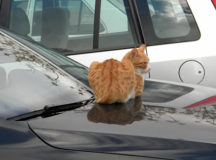 В холода коты любят греться на капоте. © Фото с сайта fishki.net