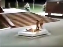 Школьники помочились на Вечный огонь. © Скриншот из видео